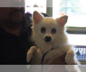 American Eskimo Dog Dogs for adoption in Waterford, VA, USA