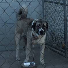 Anatolian Shepherd Dogs for adoption in Mesa, AZ, USA