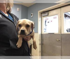 Beagle-Unknown Mix Dogs for adoption in Riverside, CA, USA