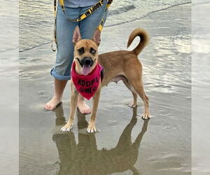 Mutt Dogs for adoption in San Bernardino, CA, USA