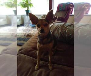 Chihuahua Dogs for adoption in toms river, NJ, USA
