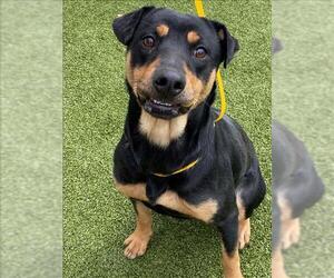Rottweiler-Unknown Mix Dogs for adoption in Fayetteville, NC, USA