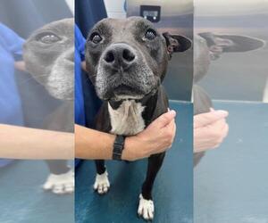 American Bulldog-Unknown Mix Dogs for adoption in Mobile, AL, USA