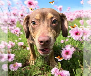 Labrador Retriever Dogs for adoption in Glen Allen, VA, USA