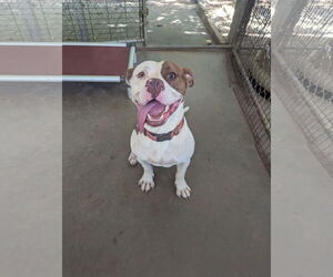 Mutt Dogs for adoption in McCormick, SC, USA