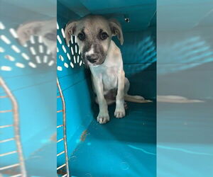 Black Mouth Cur-Unknown Mix Dogs for adoption in Corpus Christi, TX, USA