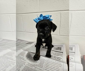 Labrador Retriever-Unknown Mix Dogs for adoption in SHERBURNE, NY, USA