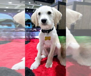 Labrador Retriever-Unknown Mix Dogs for adoption in W Hollywood, CA, USA