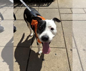Mutt Dogs for adoption in Rockville, MD, USA