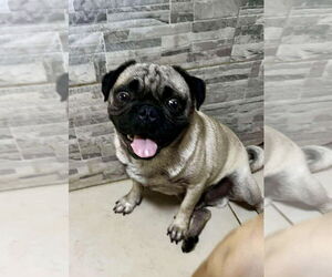 Pug Dogs for adoption in San Diego, CA, USA