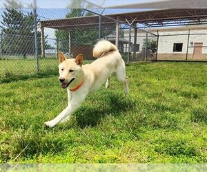 Shiba Inu Dogs for adoption in Springfield, MA, USA