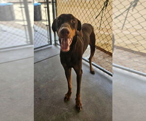 Doberman Pinscher Dogs for adoption in El Centro, CA, USA