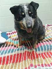 Mutt Dogs for adoption in westminster, CO, USA