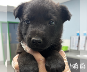 German Shepherd Dog-Unknown Mix Dogs for adoption in Washington, DC, USA