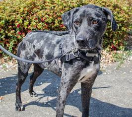 Catahoula Leopard Dog-Unknown Mix Dogs for adoption in Salem, OR, USA