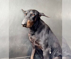 Doberman Pinscher Dogs for adoption in San Bernardino, CA, USA