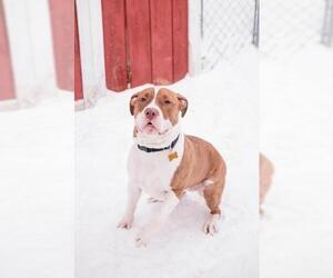Medium Photo #1 American Pit Bull Terrier Puppy For Sale in Fargo, ND, USA