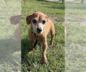 Dachshund-Unknown Mix Dogs for adoption in San Antonio, TX, USA