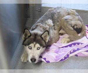 Siberian Husky Dogs for adoption in Orange, CA, USA