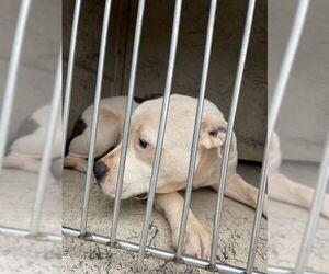 American Bulldog-Unknown Mix Dogs for adoption in Oklahoma City, OK, USA