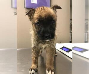 German Shepherd Dog-Unknown Mix Dogs for adoption in Conroe, TX, USA