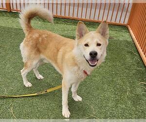 German Shepherd Dog-Unknown Mix Dogs for adoption in Las Vegas, NV, USA