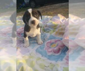 Bo-Dach Dogs for adoption in Okeechobee, FL, USA