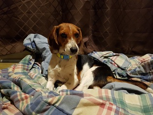 Beagle Dogs for adoption in Birmingham, AL, USA