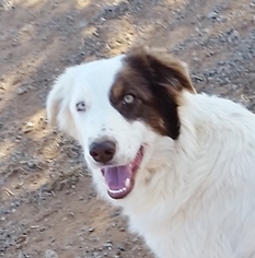 Border-Aussie Dogs for adoption in Edmond, OK, USA