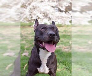 American Pit Bull Terrier-German Shepherd Dog Mix Dogs for adoption in Saint Louis, MO, USA