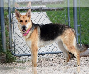 German Shepherd Dog Dogs for adoption in Rowayton, CT, USA
