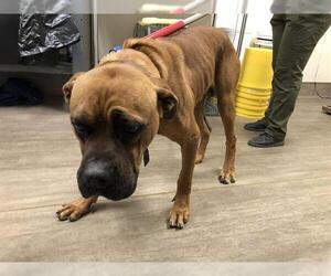 Mastiff-Unknown Mix Dogs for adoption in Pasadena, CA, USA