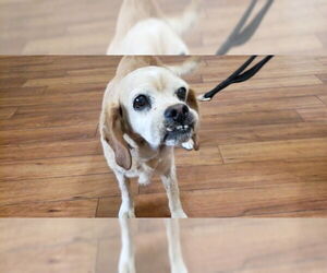 Cocker Spaniel Dogs for adoption in Ojai, CA, USA