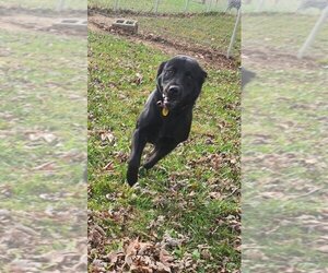 Labrador Retriever Dogs for adoption in Osgood, IN, USA