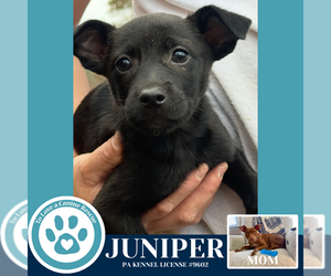 Mutt Dogs for adoption in Kimberton, PA, USA