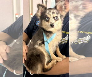 Chiranian Dogs for adoption in Holly Springs, NC, USA