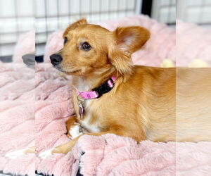 Chiweenie Dogs for adoption in Corona, CA, USA