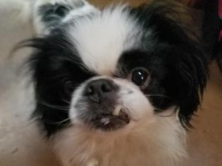 Japanese Chin Dogs for adoption in Topeka, KS, USA