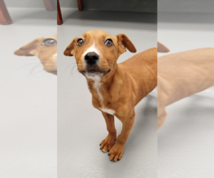 Mutt Dogs for adoption in Hilton Head, SC, USA