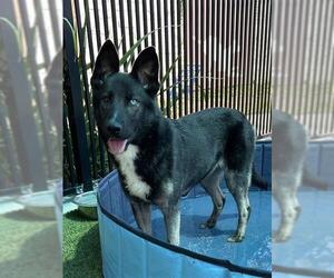 German Shepherd Dog-Huskies  Mix Dogs for adoption in Baytown, TX, USA