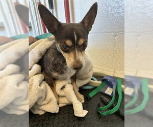 Chihuahua Dogs for adoption in Corona, CA, USA
