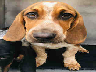 Medium Photo #1 Basset Hound Puppy For Sale in San Antonio, TX, USA