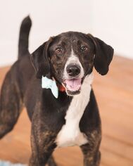 Mutt Dogs for adoption in Jasper, IN, USA