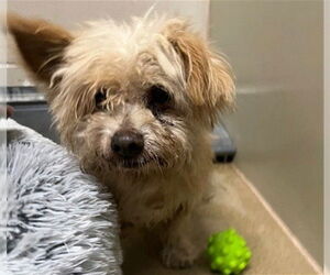 Silky Terrier Dogs for adoption in Santa Maria, CA, USA