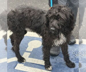 Poodle (Standard)-Unknown Mix Dogs for adoption in Alameda, CA, USA