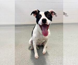 American Pit Bull Terrier-Unknown Mix Dogs for adoption in Randleman, NC, USA