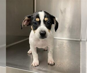 Rat Terrier Dogs for adoption in San Francisco, CA, USA