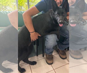 German Shepherd Dog Dogs for adoption in Plantation, FL, USA