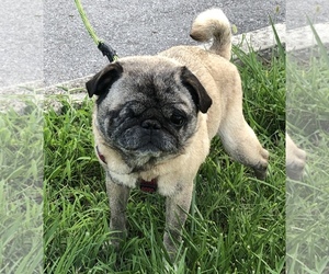 Pug Dogs for adoption in Crossville, TN, USA