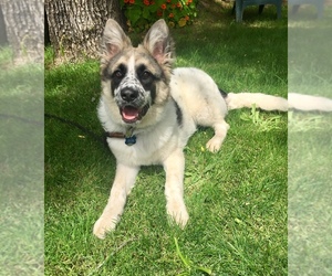 Australian Kelpie-Saint Bernard Mix Dogs for adoption in Penngrove, CA, USA